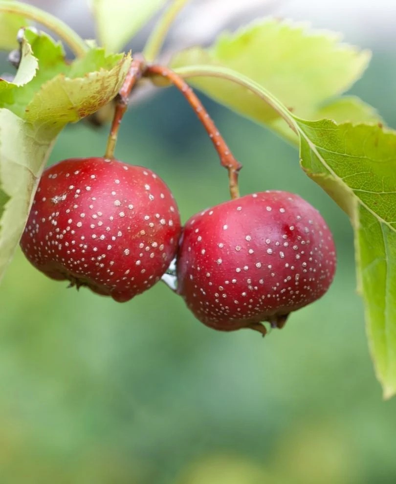 Red Sun Chinese Hawthorn: The Ornamental Superfruit Rewriting Garden Narratives 2 Red Sun Chinese Hawthorn: The Ornamental Superfruit Rewriting Garden Narratives -Daily Curateds chinese haw