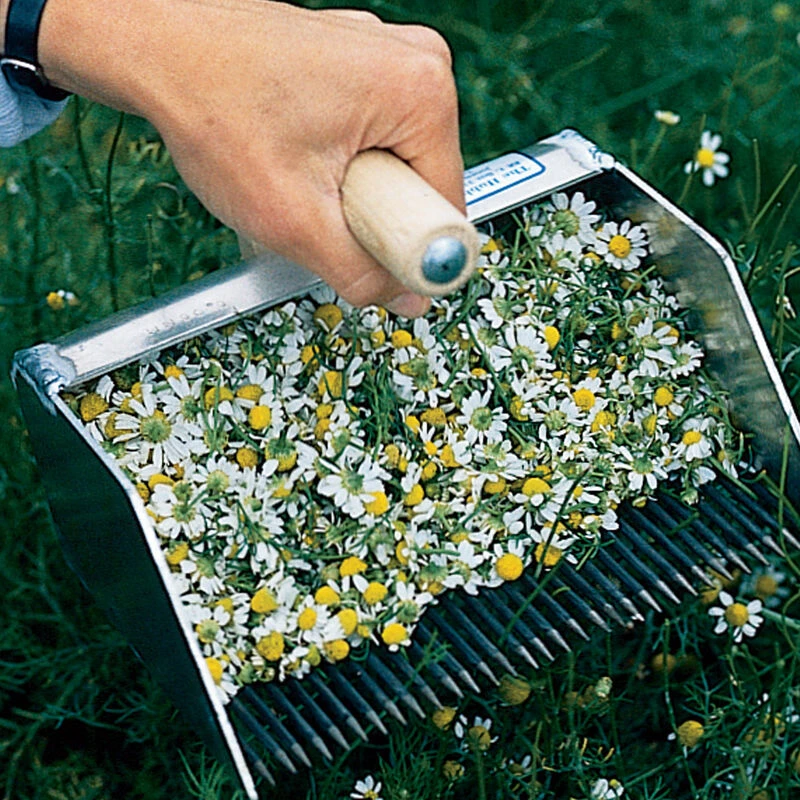 Chamomile Rake in use harvesting blossoms