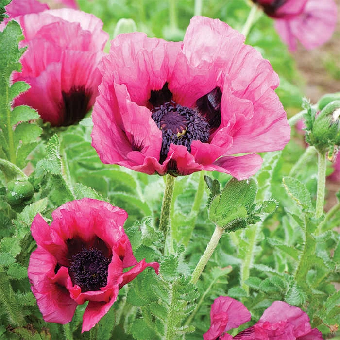 Plum Pudding Oriental Poppy in full bloom