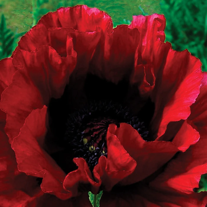 Heartbeat Oriental Poppy in full bloom