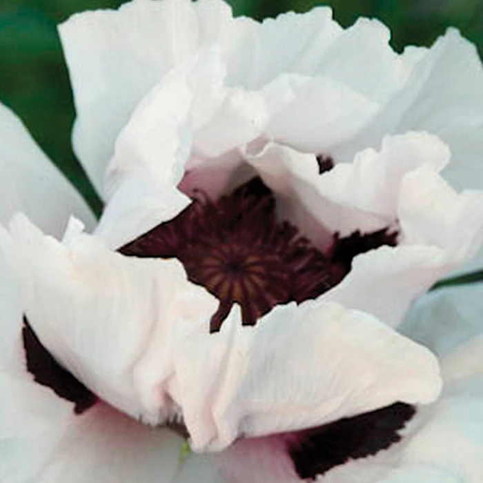 Snow Goose Oriental Poppy in full bloom