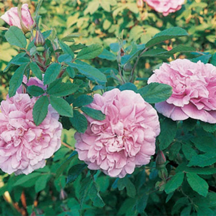 Therese Bugnet Rugosa Shrub Rose in full bloom