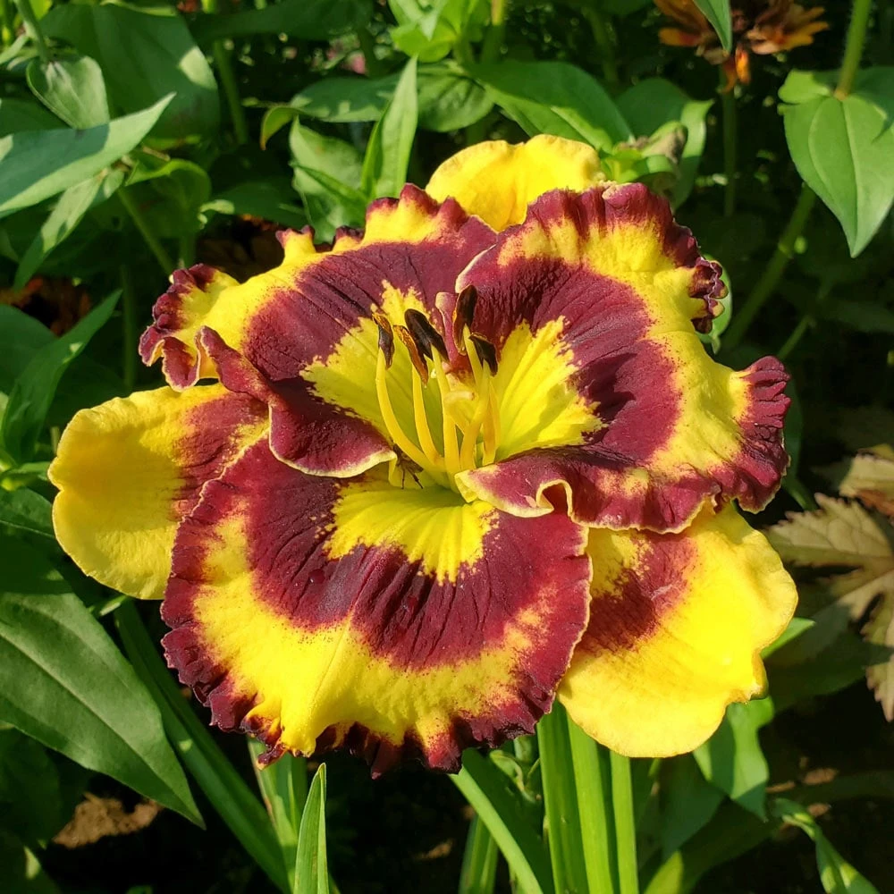 Hemerocallis'Pansy Face Charmer' in full bloom
