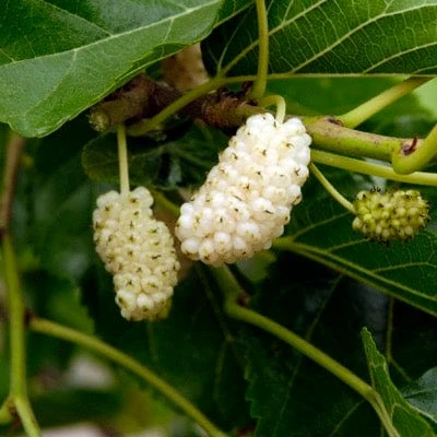 Nikita White Mulberry tree with ripe fruits