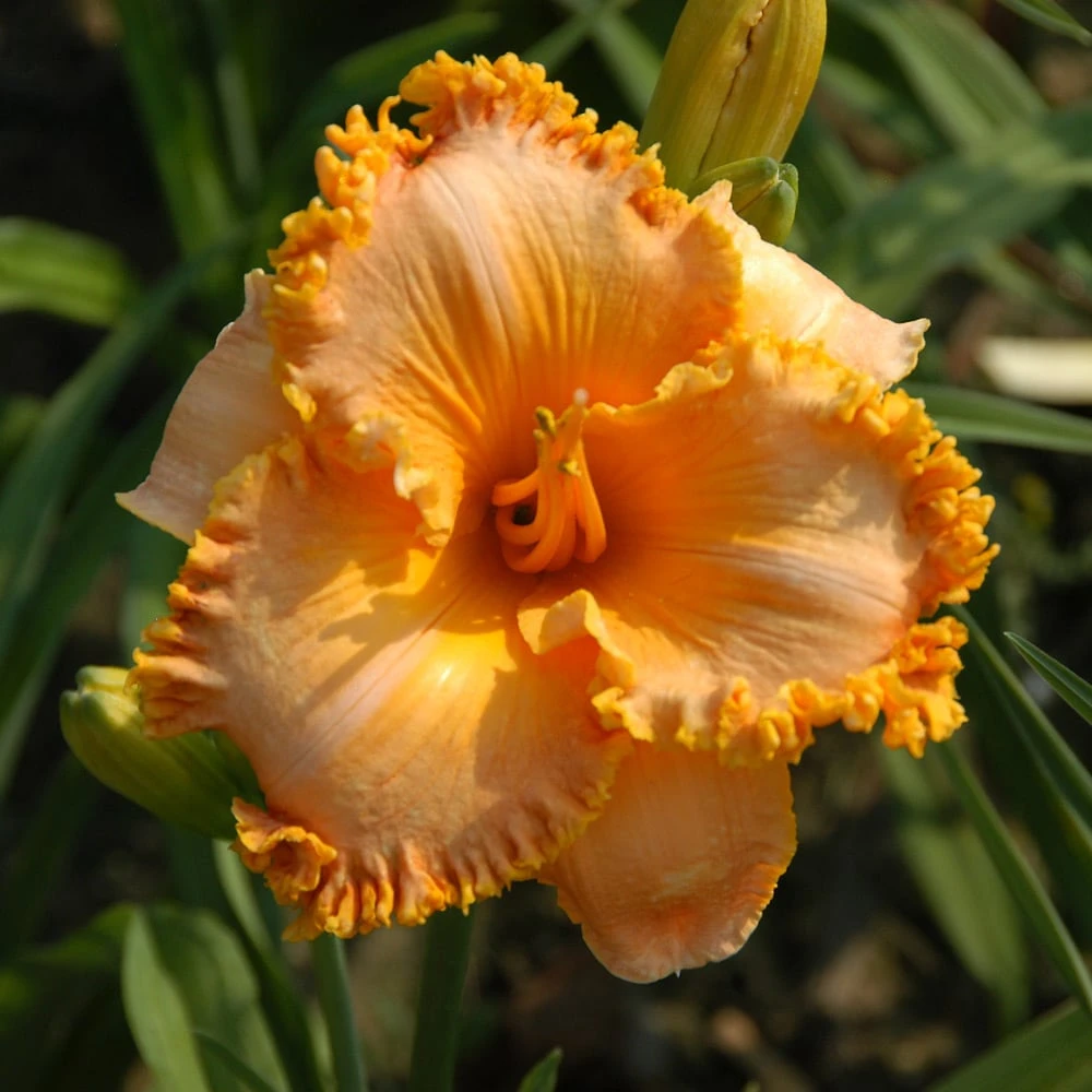 Hemerocallis'Gretchen Apps' in bloom