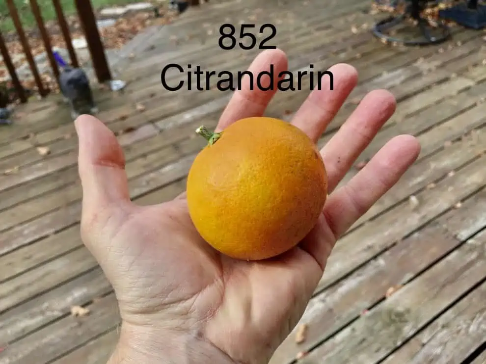 852 Citrandarin fruit and foliage