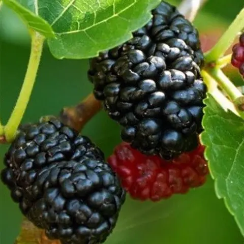 Dwarf Everbearing Mulberry with ripe berries