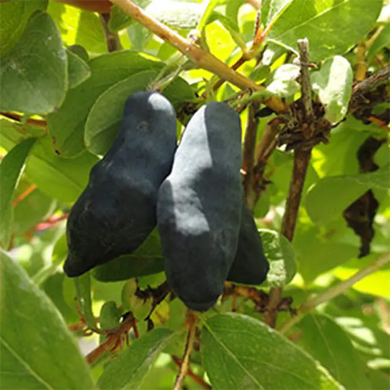 Blue Diamond Honeyberry plant with ripe crescent-shaped berries