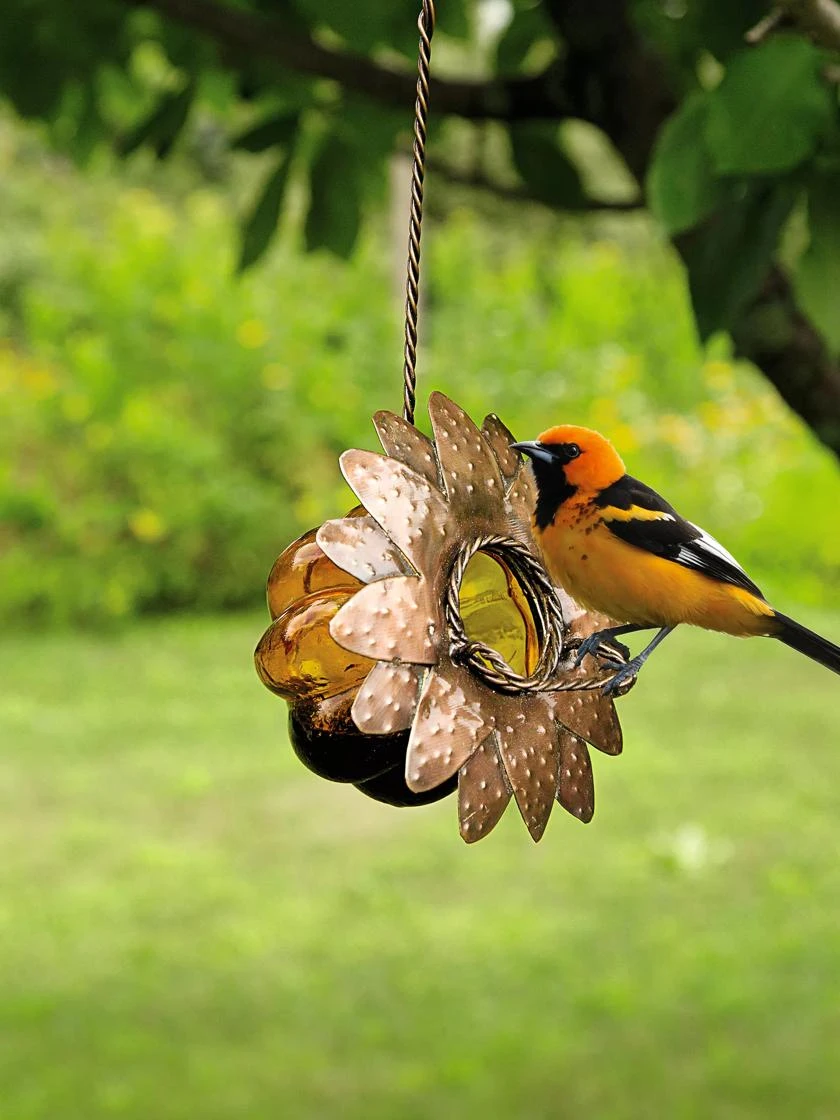 Oriole Jelly Feeder in garden setting