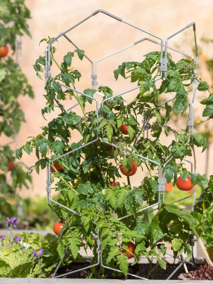 Gardener's Vertex Tomato Cage supporting lush tomato plant