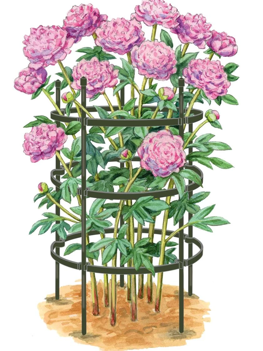 Titan Peony Supports holding blooming peonies