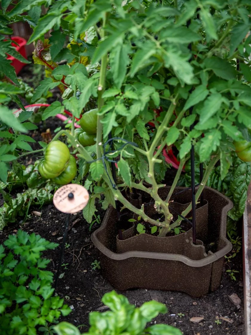 ECO Deluxe Tomato Halo in garden setting