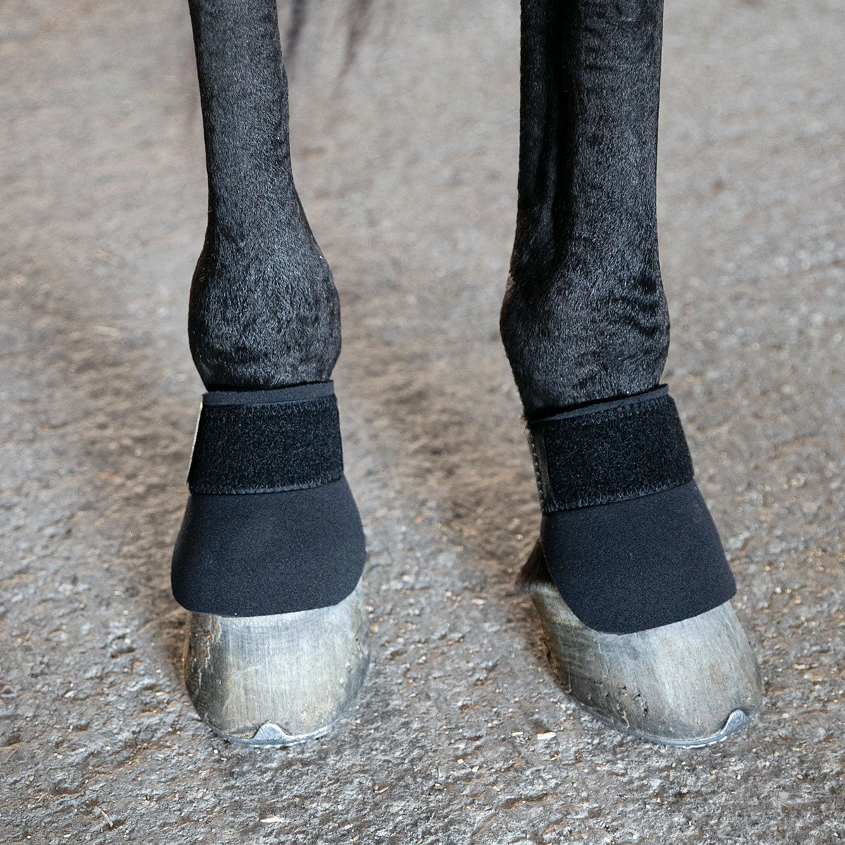 Thoroughbred Scalping Boots on horse legs