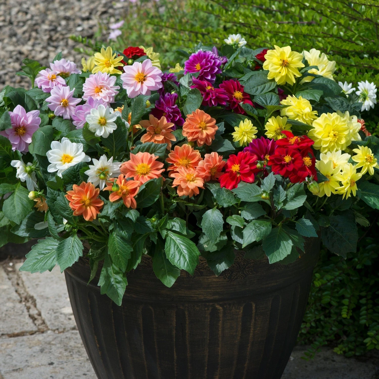 Mixed Dahlia Figaro Plug Plants