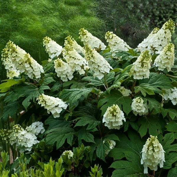 Alice Oakleaf Hydrangea in full bloom