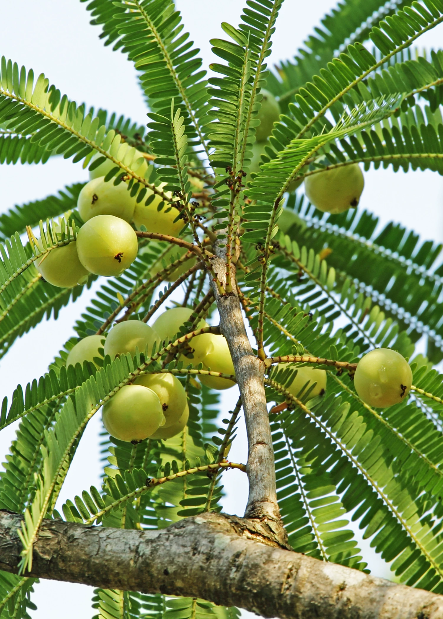 Fresh Amla fruits on tree