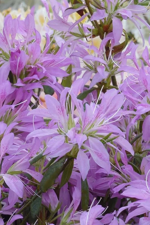 Koromo Shikibu Purple Spider Azalea in full bloom