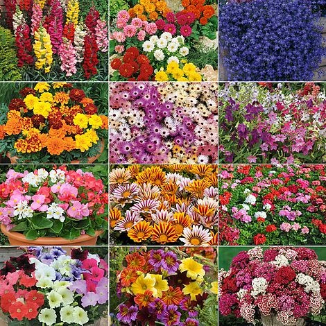 Annual Bedding Plants Collection