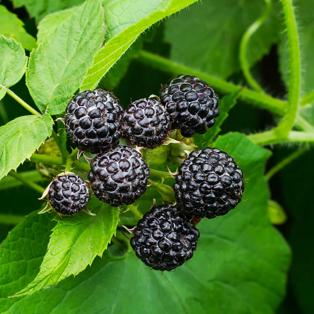 Cumberland Black Raspberry Bush with ripe berries