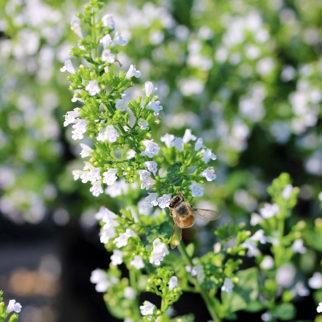 Calamintha Montrose White blooming with bees