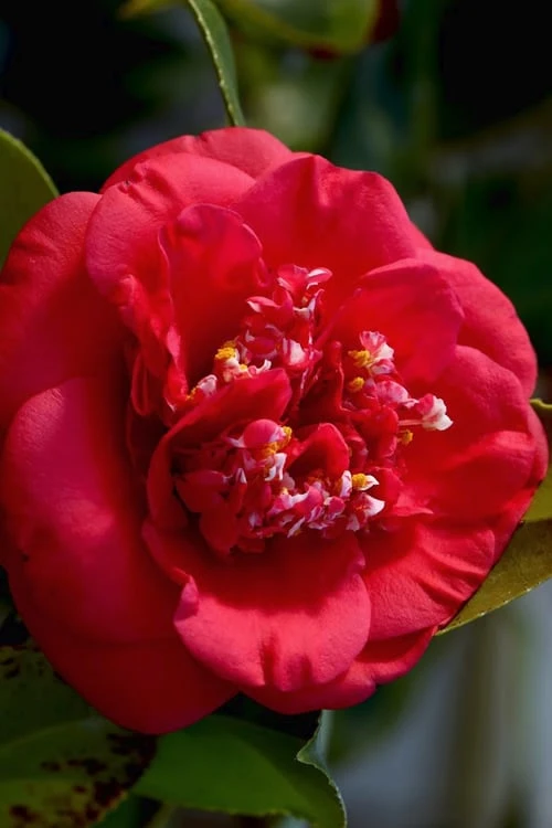 April Tryst Camellia Japonica