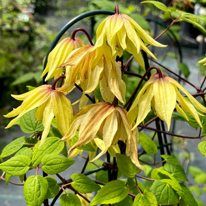 Funyella Clematis golden yellow flowers