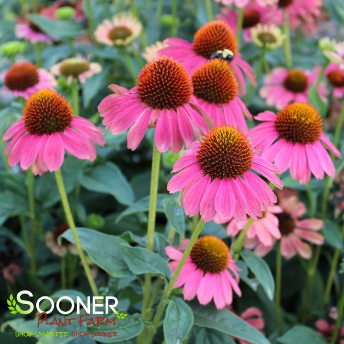 Kismet Pink Lemonade Coneflower in full bloom