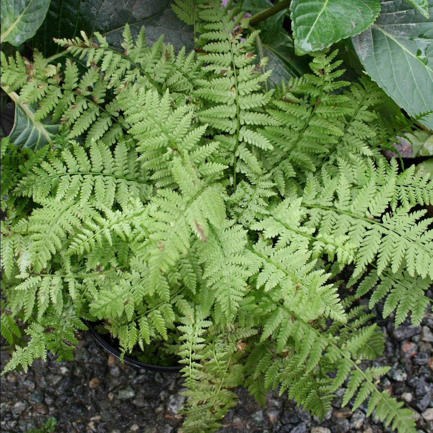 Dwarf Lady Fern close-up
