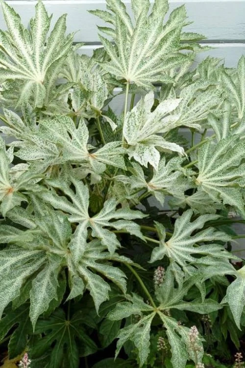 Spider's Web Fatsia plant with variegated leaves