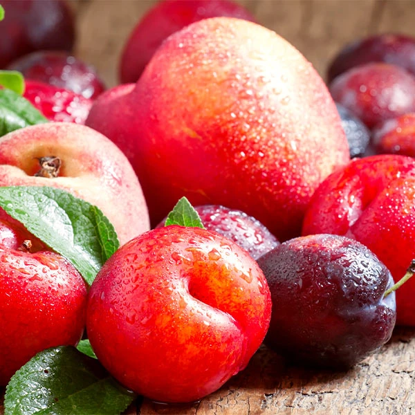 Fruit Cocktail Tree with multiple fruits