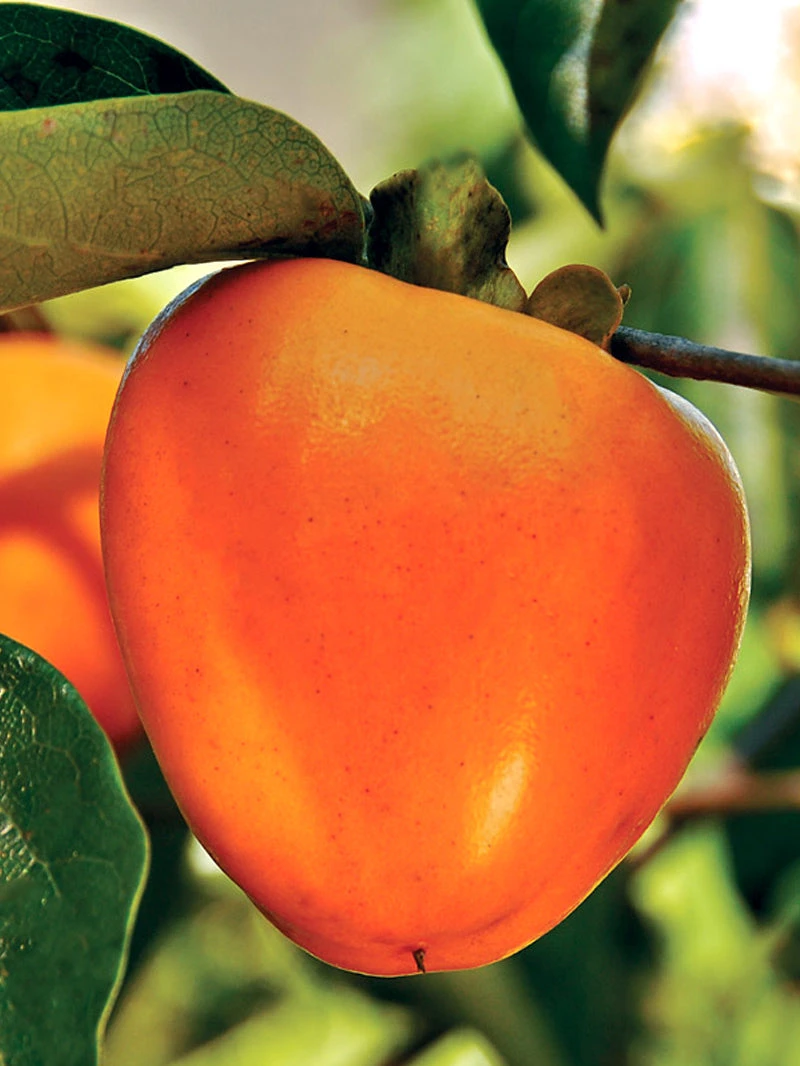 Giombo Persimmon fruit on tree