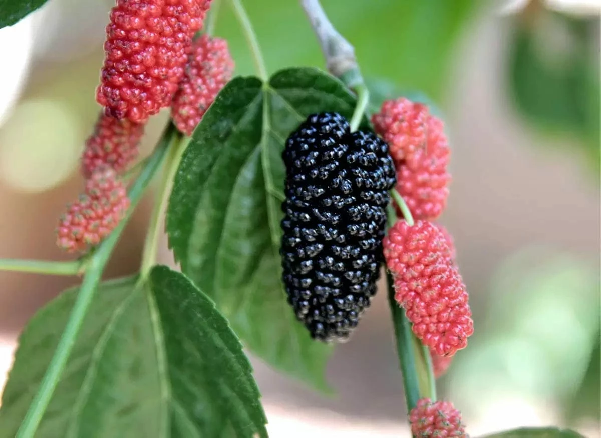 Black Beauty Fruiting Mulberry Tree
