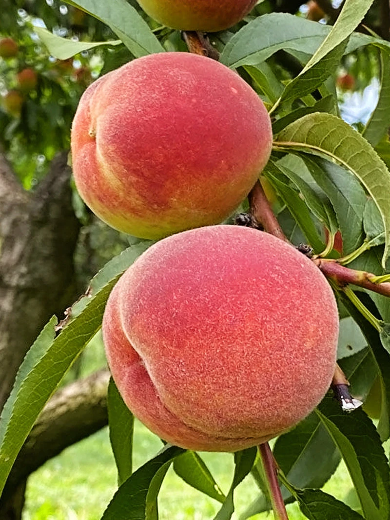 Intrepid Peach close-up showing vibrant red skin and juicy flesh