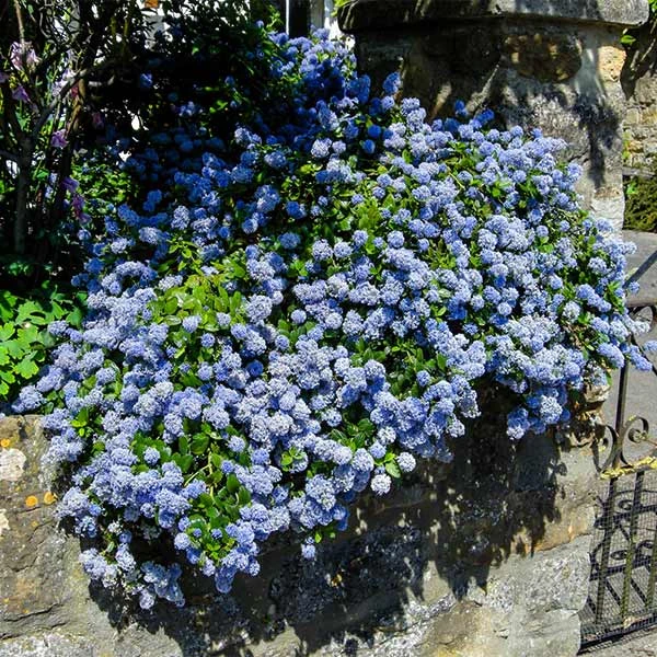 Creeping Mountain Lilac in bloom