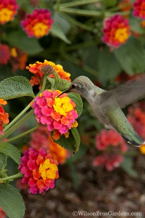 Sonset Hardy Lantana in full bloom