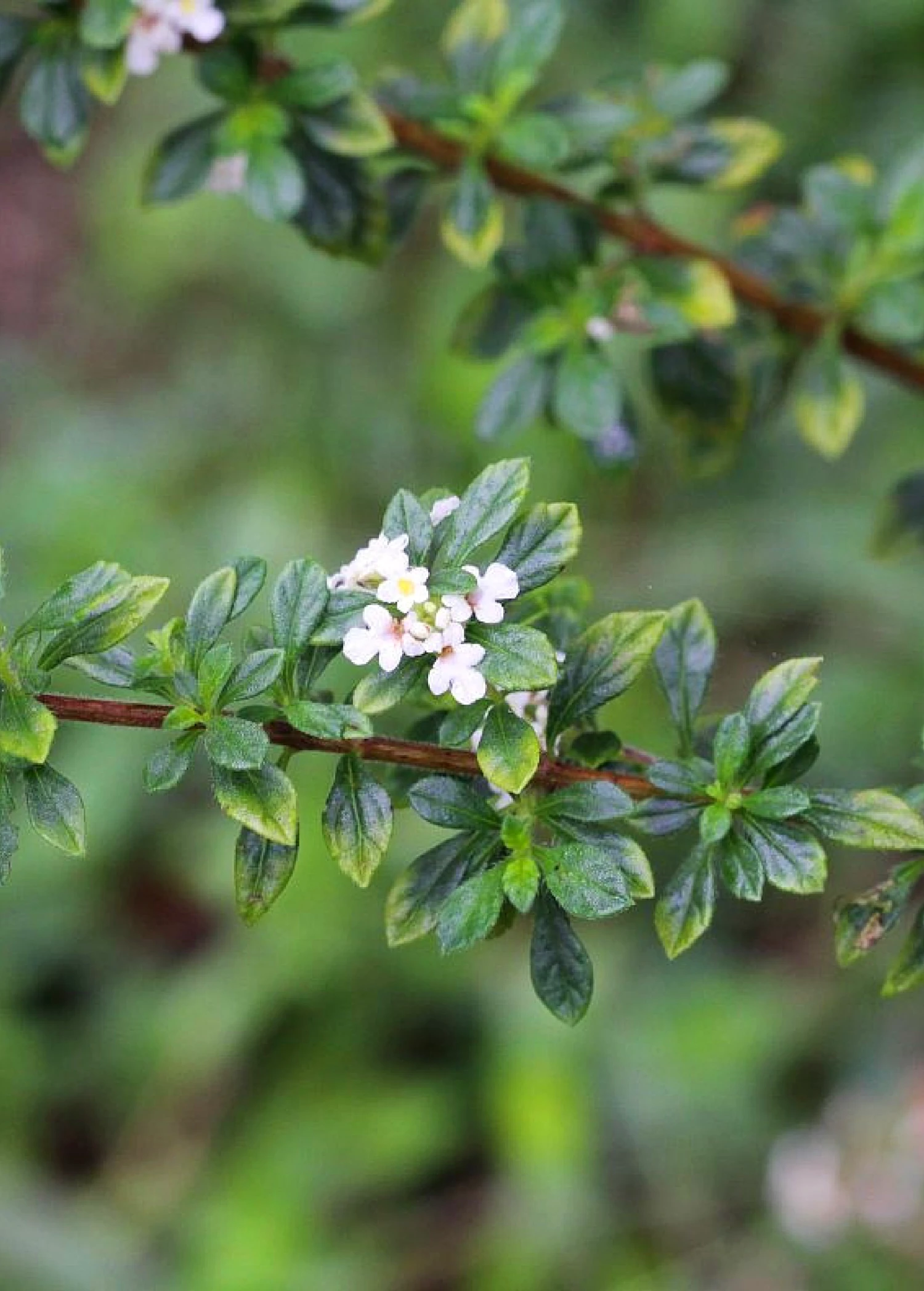 Jamaican Oregano plant with closeup of leaves and flowers