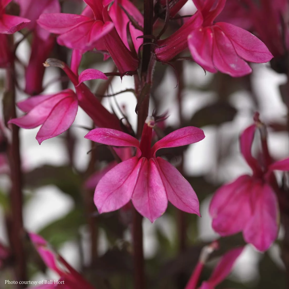 Lobelia Starship Rose in full bloom attracting hummingbirds