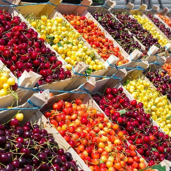 5-in-1 Cherry Tree with multiple cherry varieties