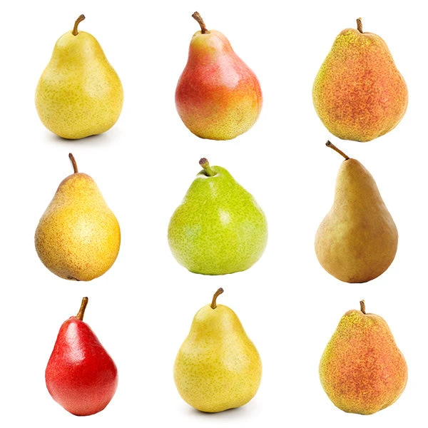 5-in-1 Pear Tree with multiple pear varieties