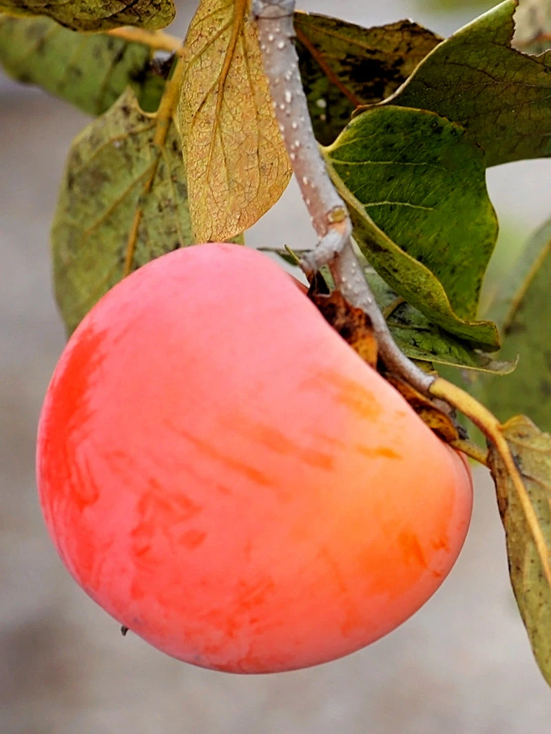 Nikita's Gift Persimmon Fruit on Tree