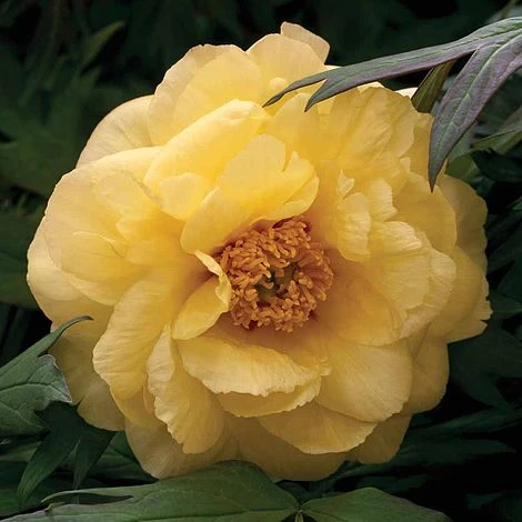 Tree Peony Hai Huang in full bloom