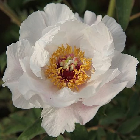 Tree Peony'Feng Dan Bai' in full bloom
