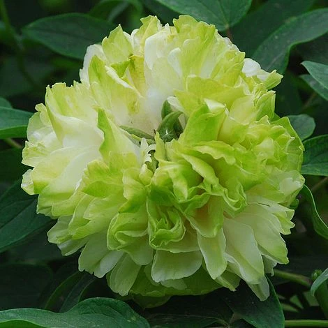 Tree Peony'Lu Mu Ying Yu' in full bloom
