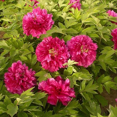 Tree Peony Luoyang Hong in full bloom