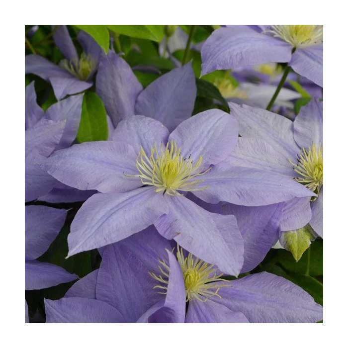 Clematis'Cezanne' in full bloom