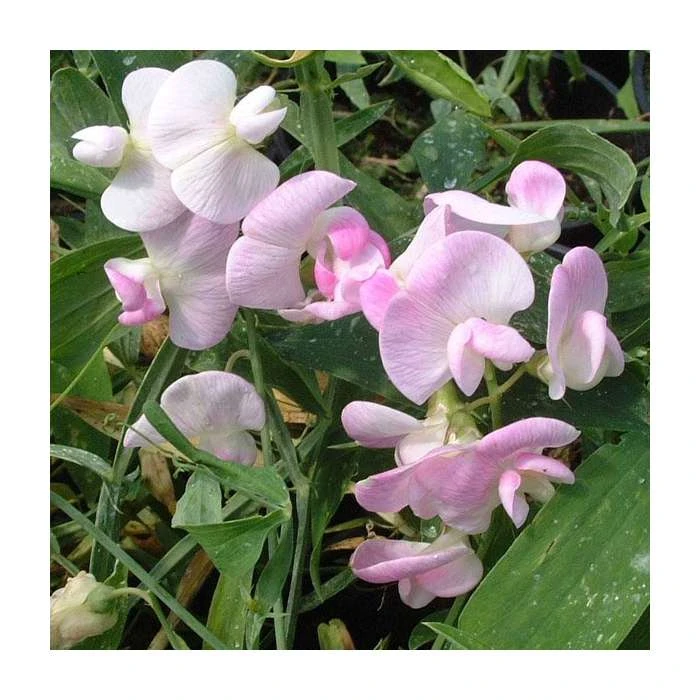 Lathyrus latifolius Pink flowering climbing plant