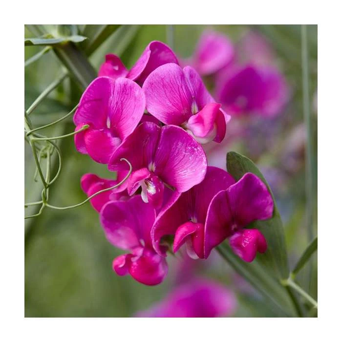 Everlasting Sweet Pea Red Flower