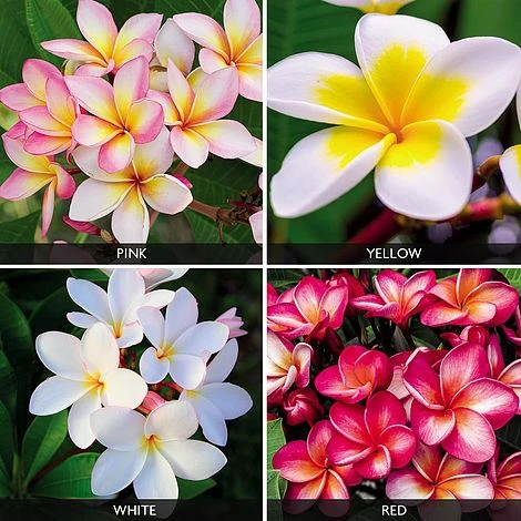 Plumeria Collection in bloom