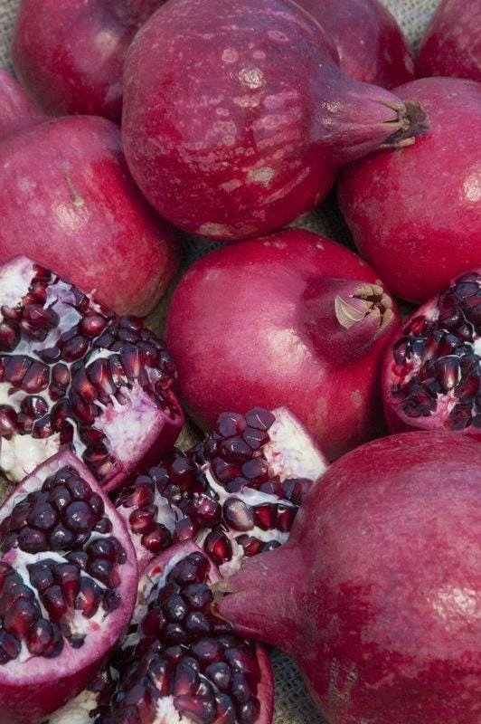 Parfianka Pomegranate