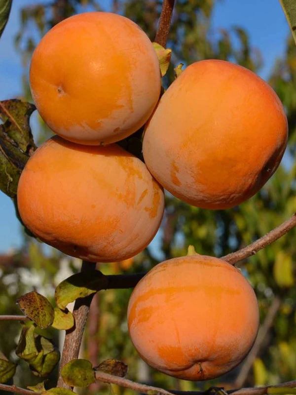 Rosseyanka Persimmon Fruit on Tree